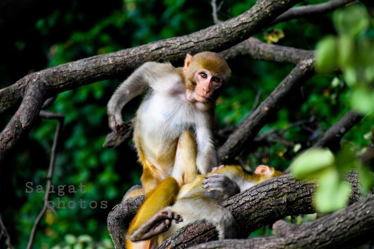Bardia Wildlife Resort Bardiya ภายนอก รูปภาพ