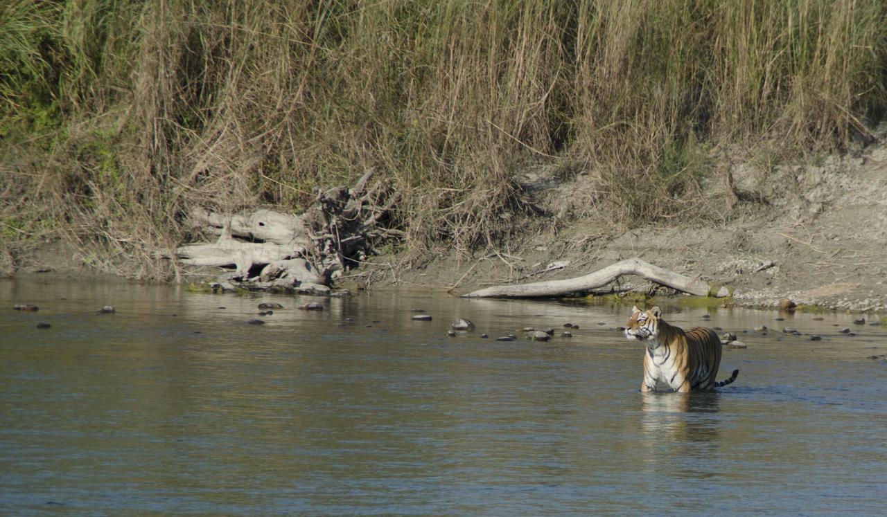 Bardia Wildlife Resort Bardiya ภายนอก รูปภาพ